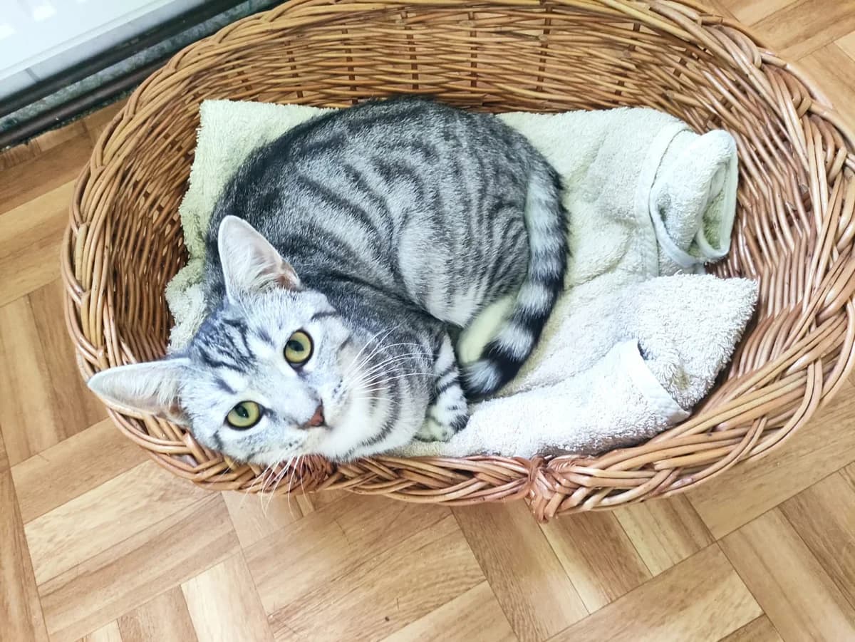 Nino, male young Mixed Breed for adoption at Tierschutzverein Radeberg, Radeberg