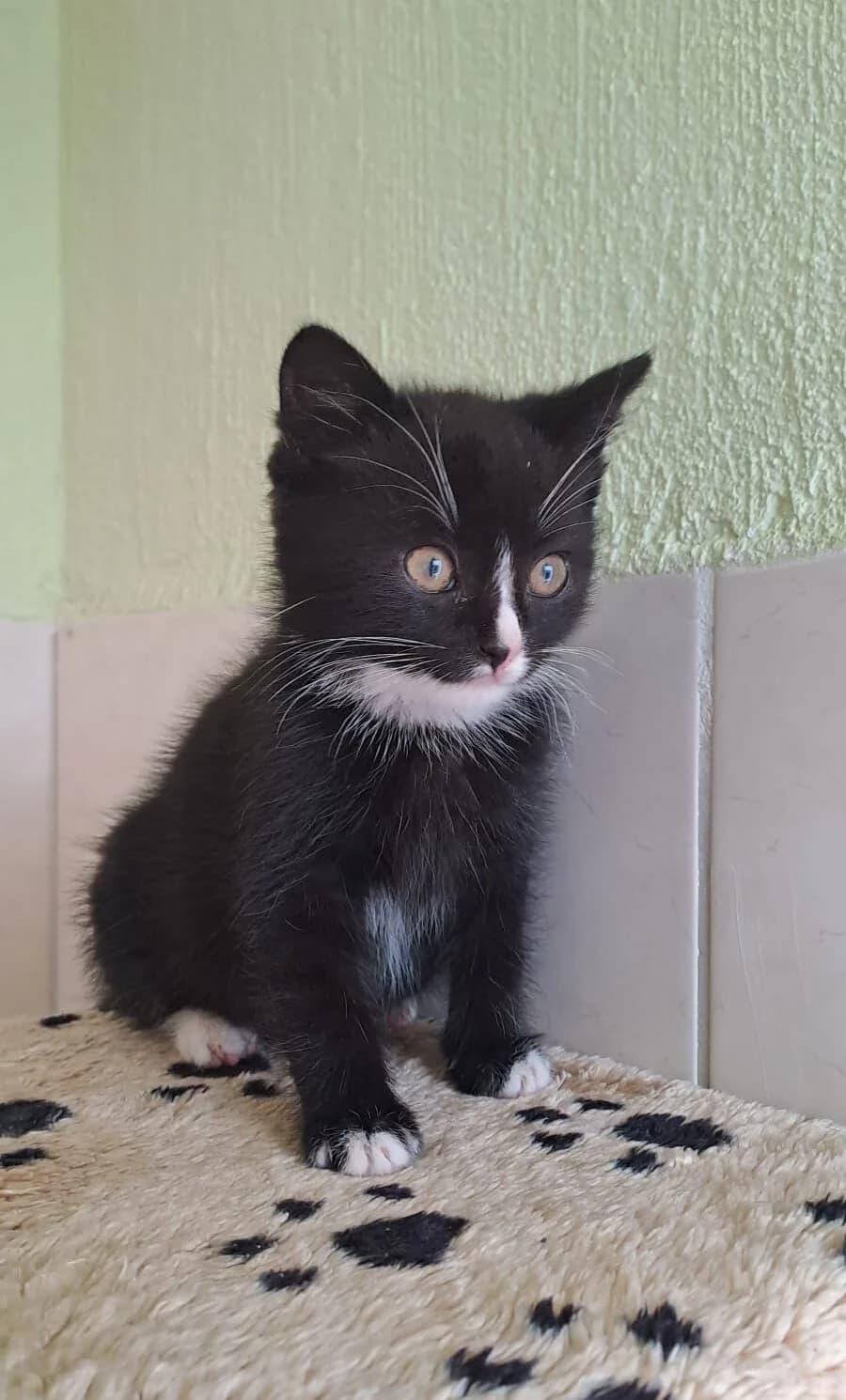 Mika, male young Mixed Breed for adoption at Tierschutzverein Radeberg, Radeberg