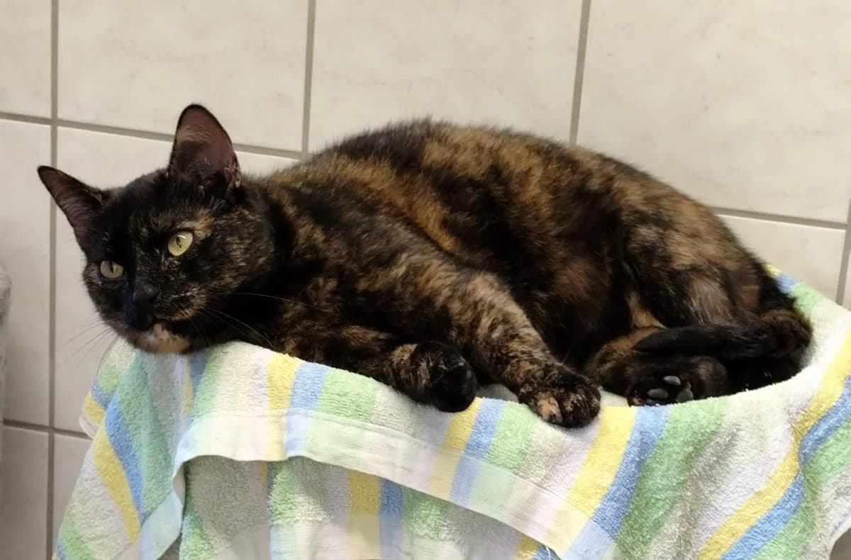 Luci, female 5yo Mixed Breed for adoption at Tierschutzverein Radeberg