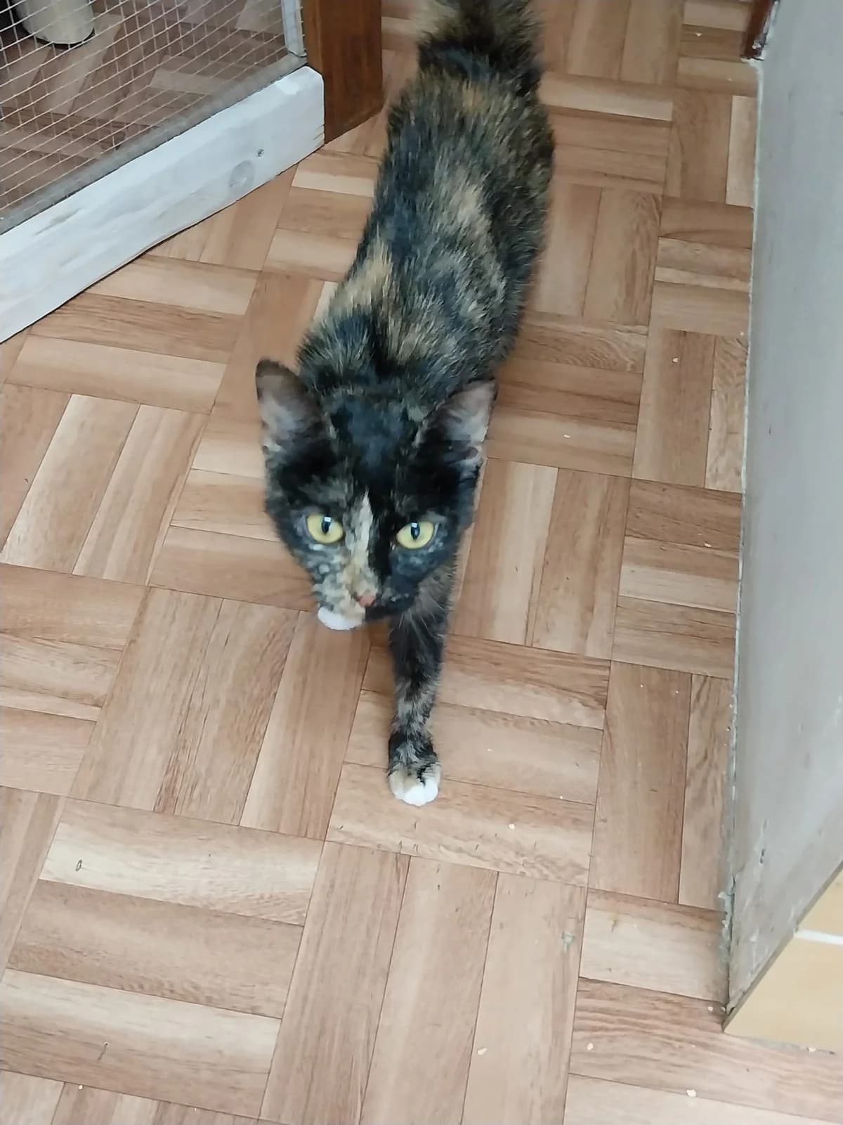 022/25 Susu, female 4yo Mixed Breed for adoption at Tierschutzverein Radeberg