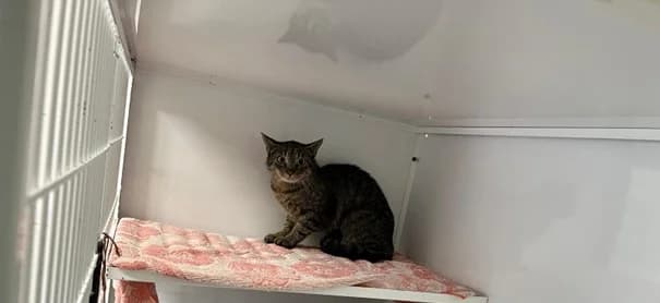 048/24 Selma, female Mixed Breed for adoption at Tierschutzverein Radeberg