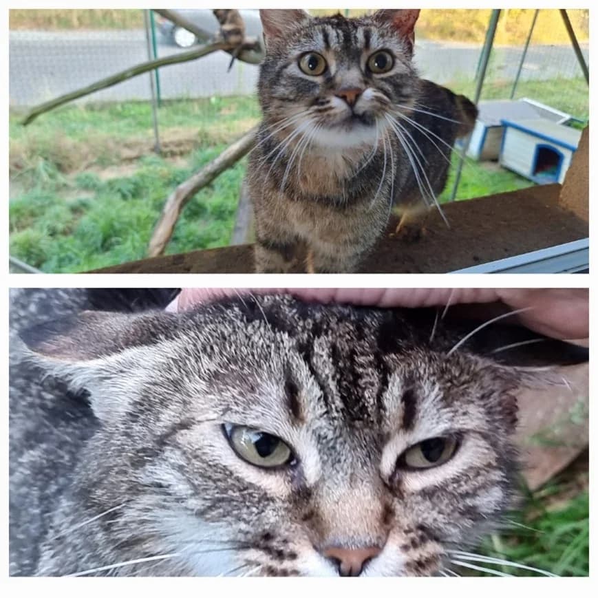 116/18 Frieda, female senior Mixed Breed for adoption at Tierschutzverein Radeberg