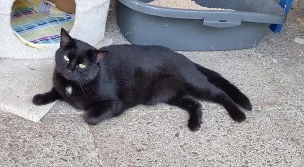080/23 Lina, female 3yo Mixed Breed for adoption at Tierschutzverein Radeberg