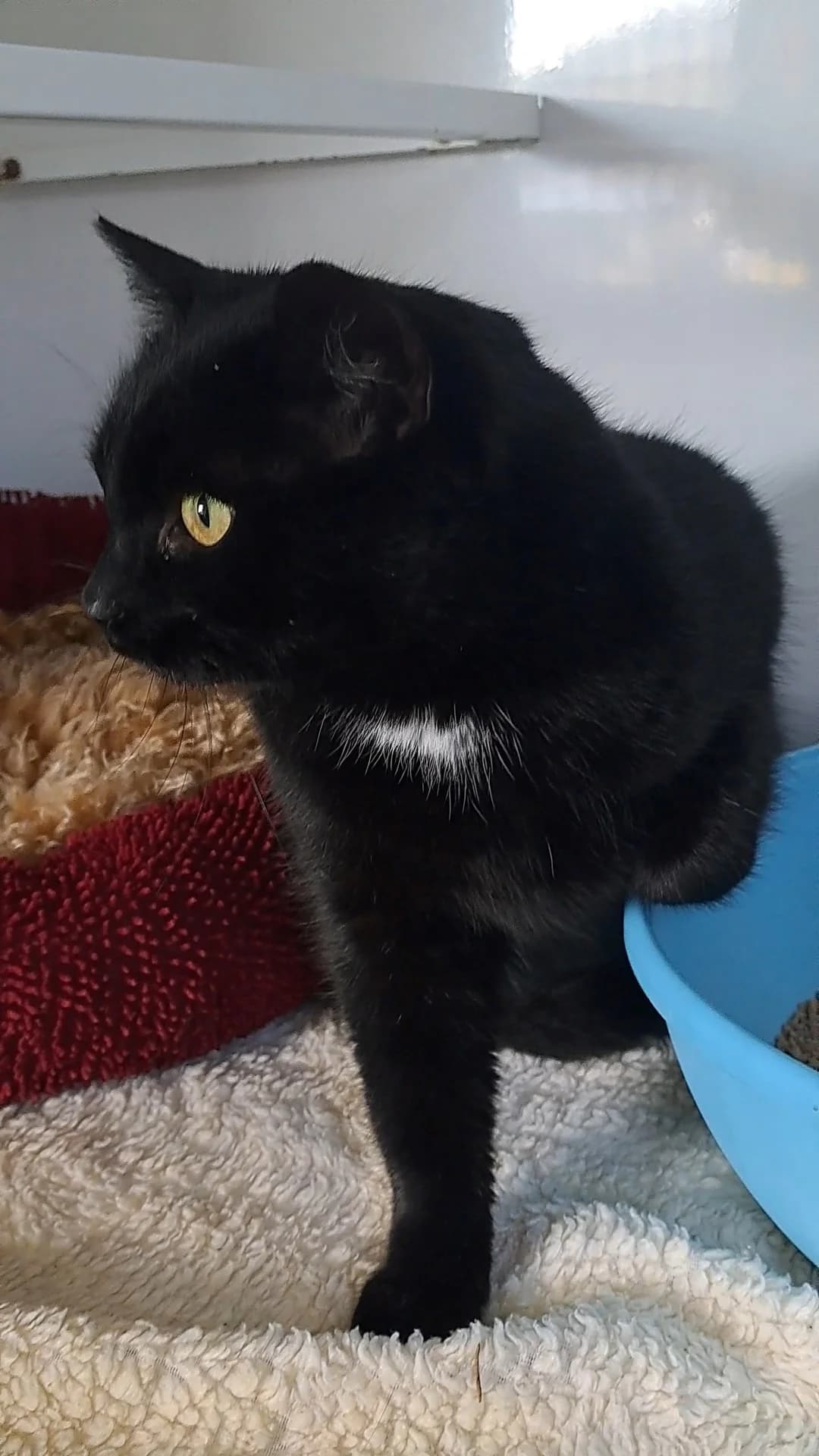 003/26 Amelie, female 6yo Mixed Breed for adoption at Tierschutzverein Radeberg