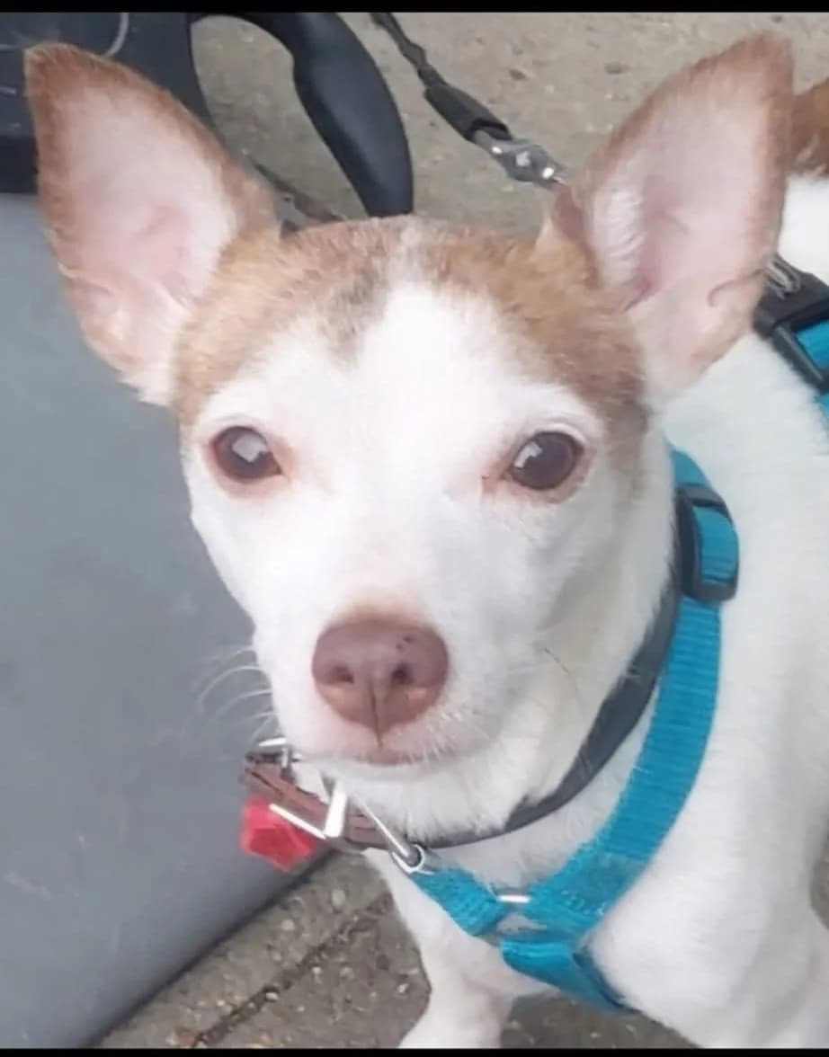 VMH Flocke, male senior Chihuahua for adoption at Tierschutzverein Radeberg