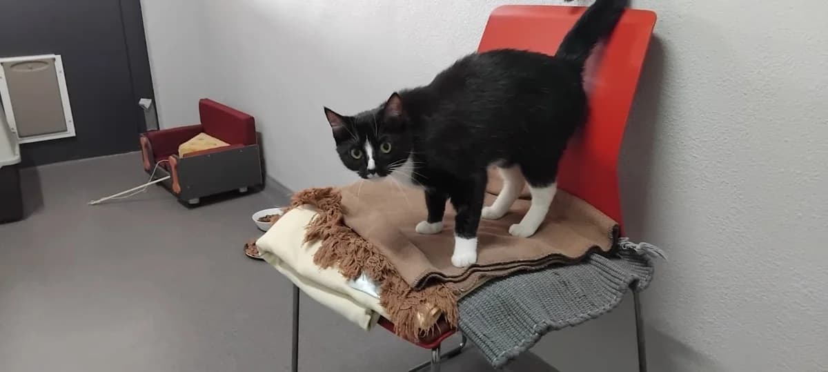 Bibi, female young European Shorthair for adoption at Tierheim Ransbach-Baumbach