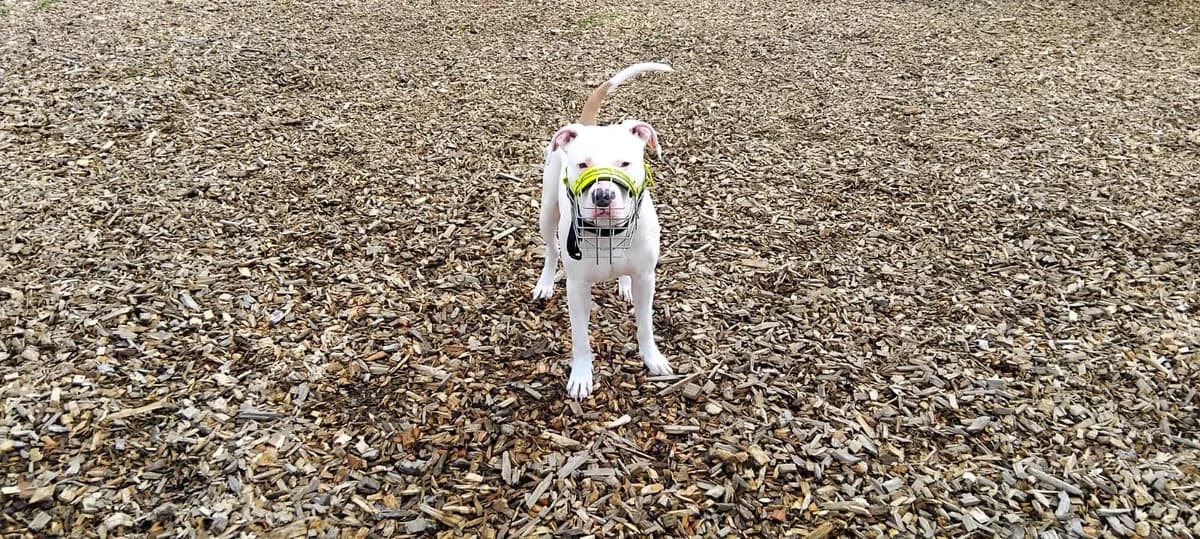 Bobby, male mixed breed for adoption at Tierheim Ransbach-Baumbach