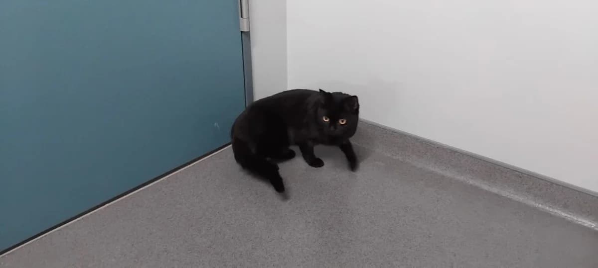 Cleo, female 4yo European Shorthair for adoption at Tierheim Ransbach-Baumbach