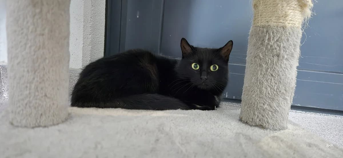 Elfie, female 3yo European Shorthair for adoption at Tierheim Ransbach-Baumbach