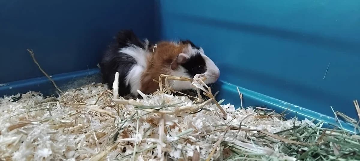 Felix, male Mixed Breed for adoption at Tierheim Ransbach-Baumbach