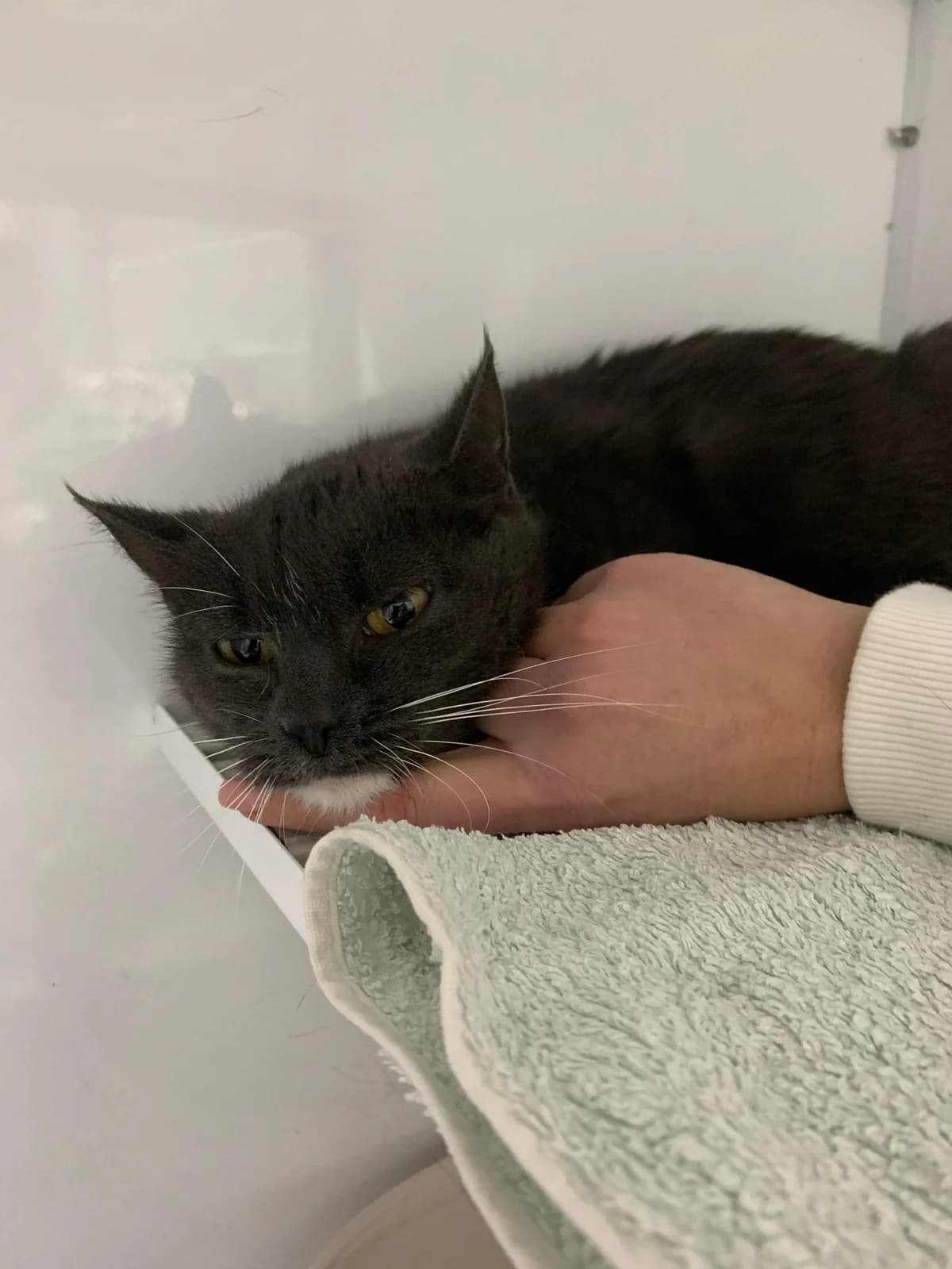 Fibi, female 5yo European Shorthair for adoption at Tierheim Ransbach-Baumbach