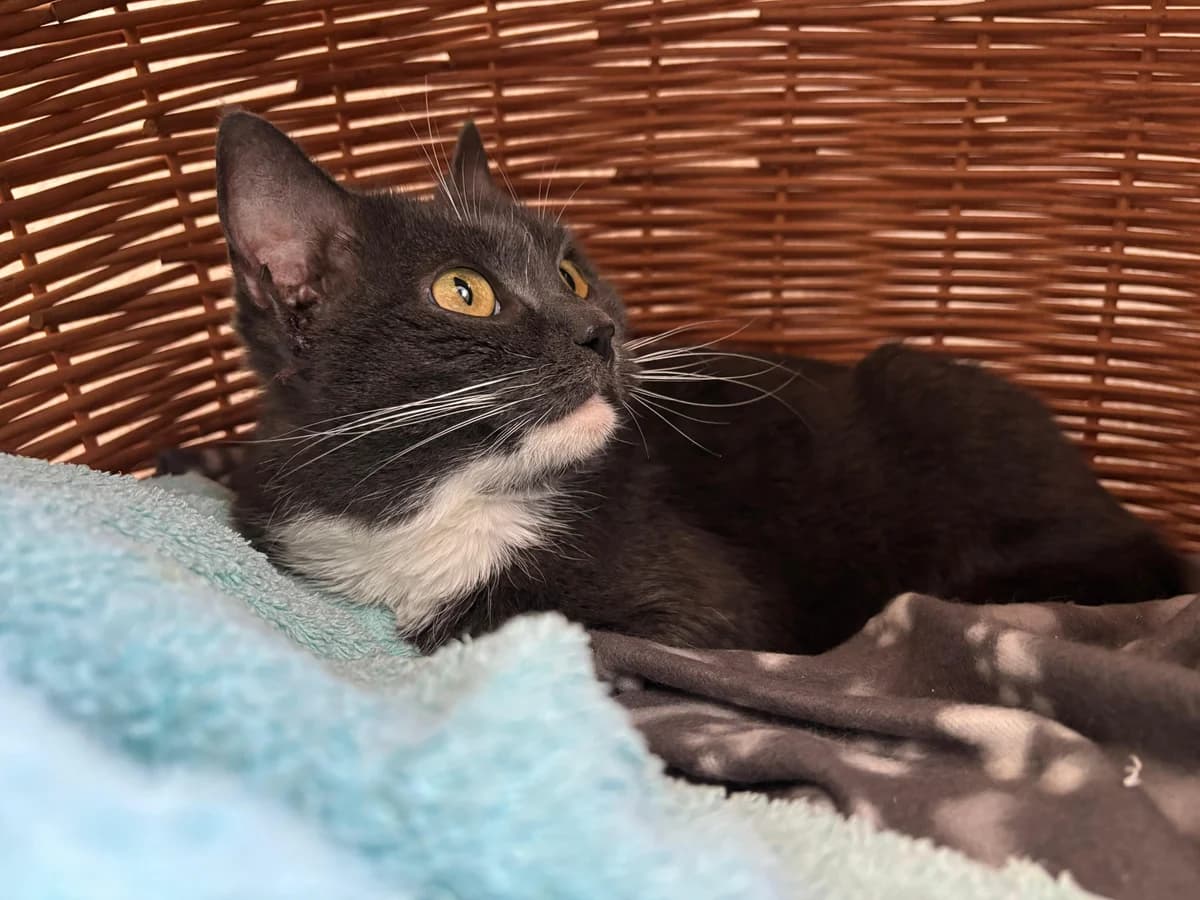 Fibi *Aktuell Anfrage-Stop*, female 5yo European Shorthair for adoption at Tierheim Ransbach-Baumbach