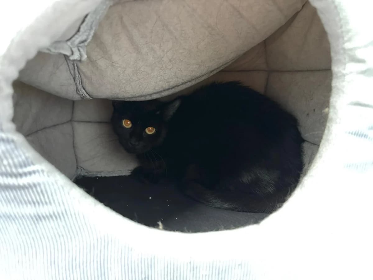 Halo, female young European Shorthair for adoption at Tierheim Ransbach-Baumbach