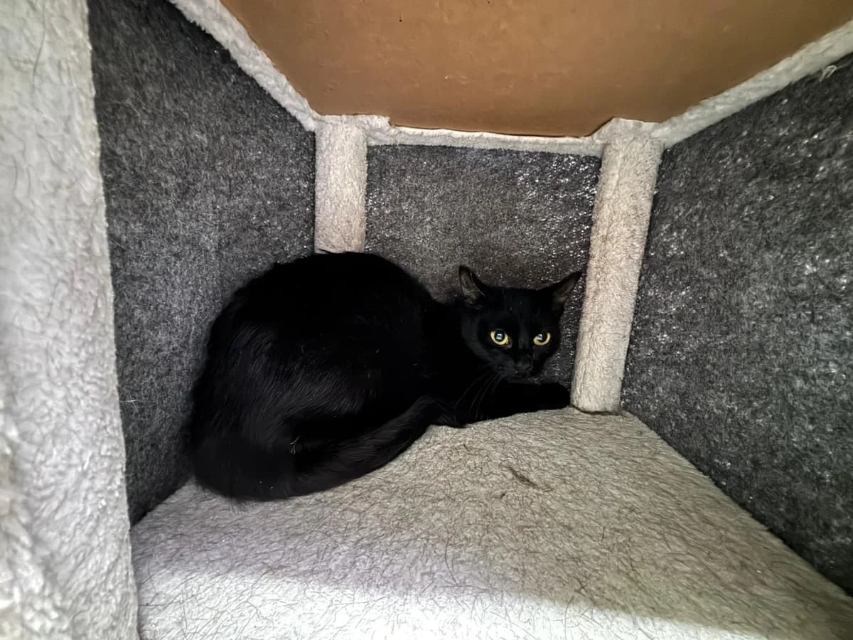 Hannah, female young European Shorthair for adoption at Tierheim Ransbach-Baumbach