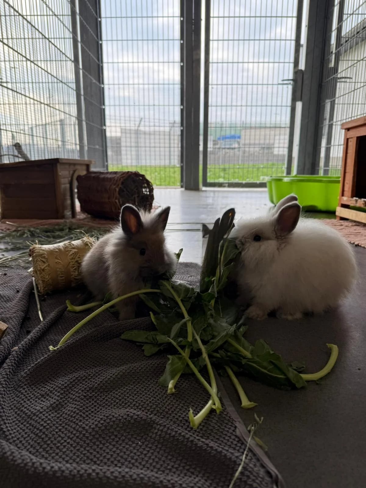 Herzi, male Mixed Breed for adoption at Tierheim Ransbach-Baumbach