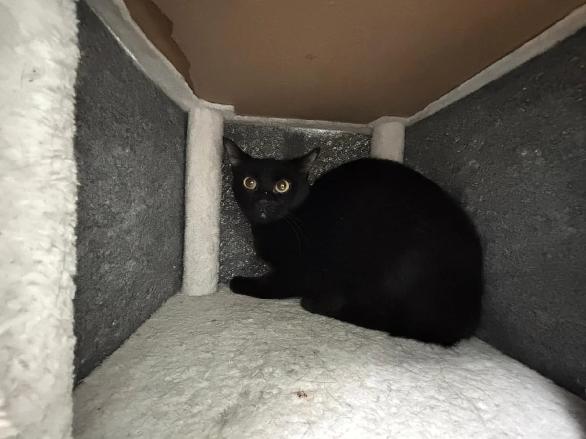 Holly, female young European Shorthair for adoption at Tierheim Ransbach-Baumbach