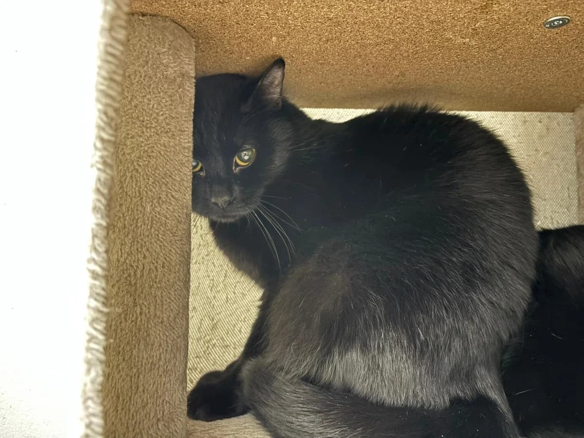 Homer, male 3yo European Shorthair for adoption at Tierheim Ransbach-Baumbach