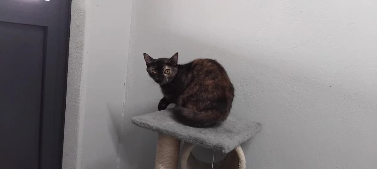 Ilse, female young European Shorthair for adoption at Tierheim Ransbach-Baumbach