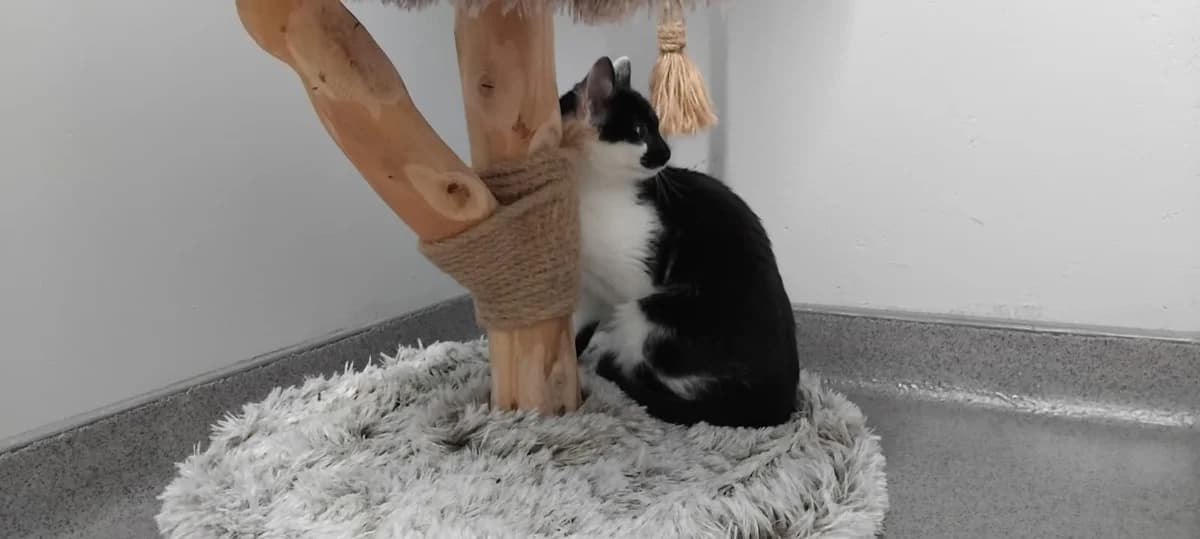 Loko, female European Shorthair for adoption at Tierheim Ransbach-Baumbach