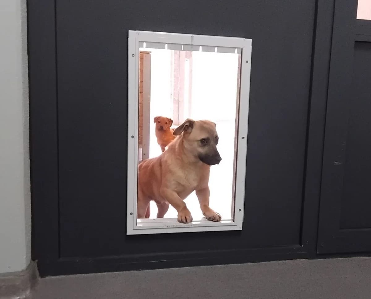 Hund Merlin, male young Mixed Breed for adoption at Tierheim Ransbach-Baumbach