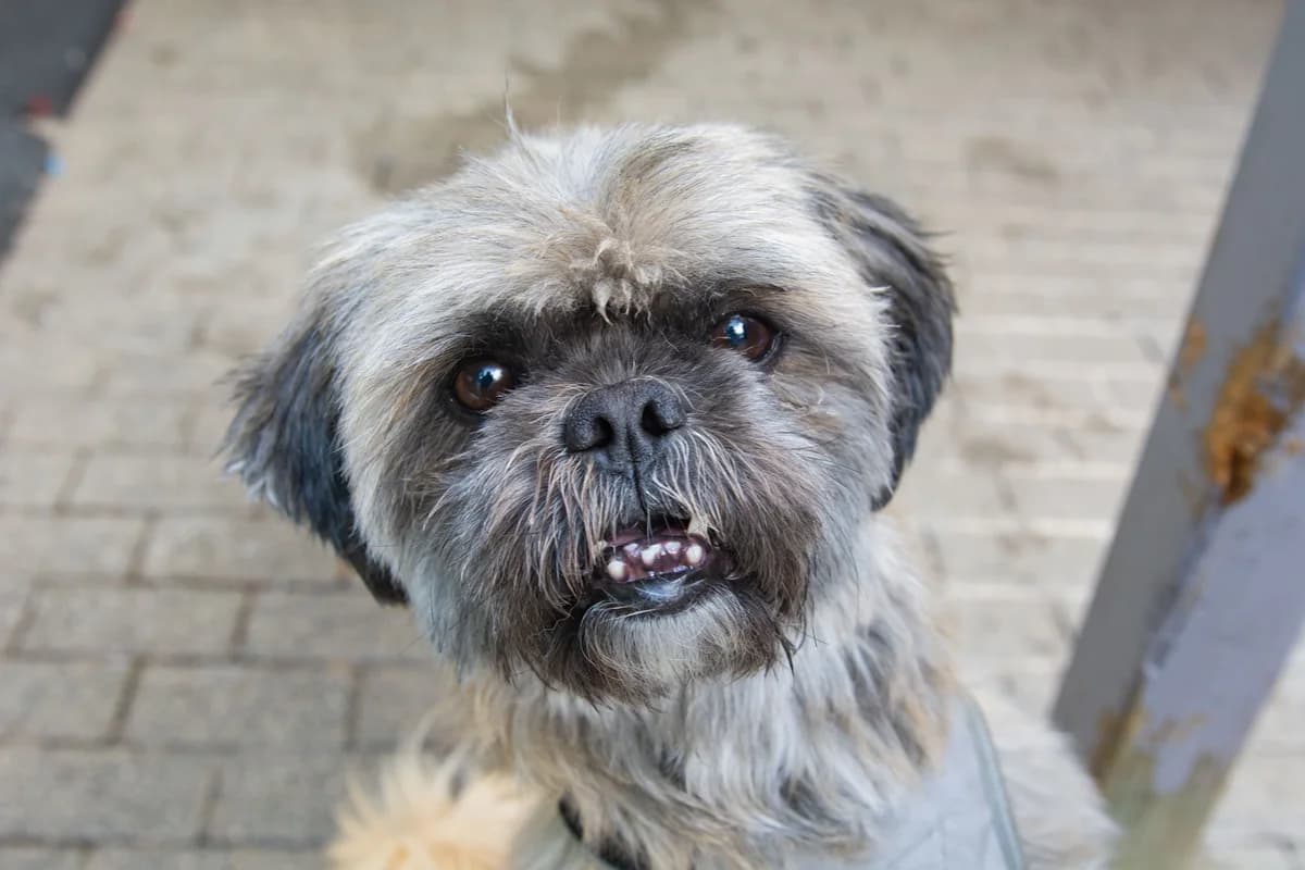 Milow, male senior Shih Tzu for adoption at Tierheim Ransbach-Baumbach