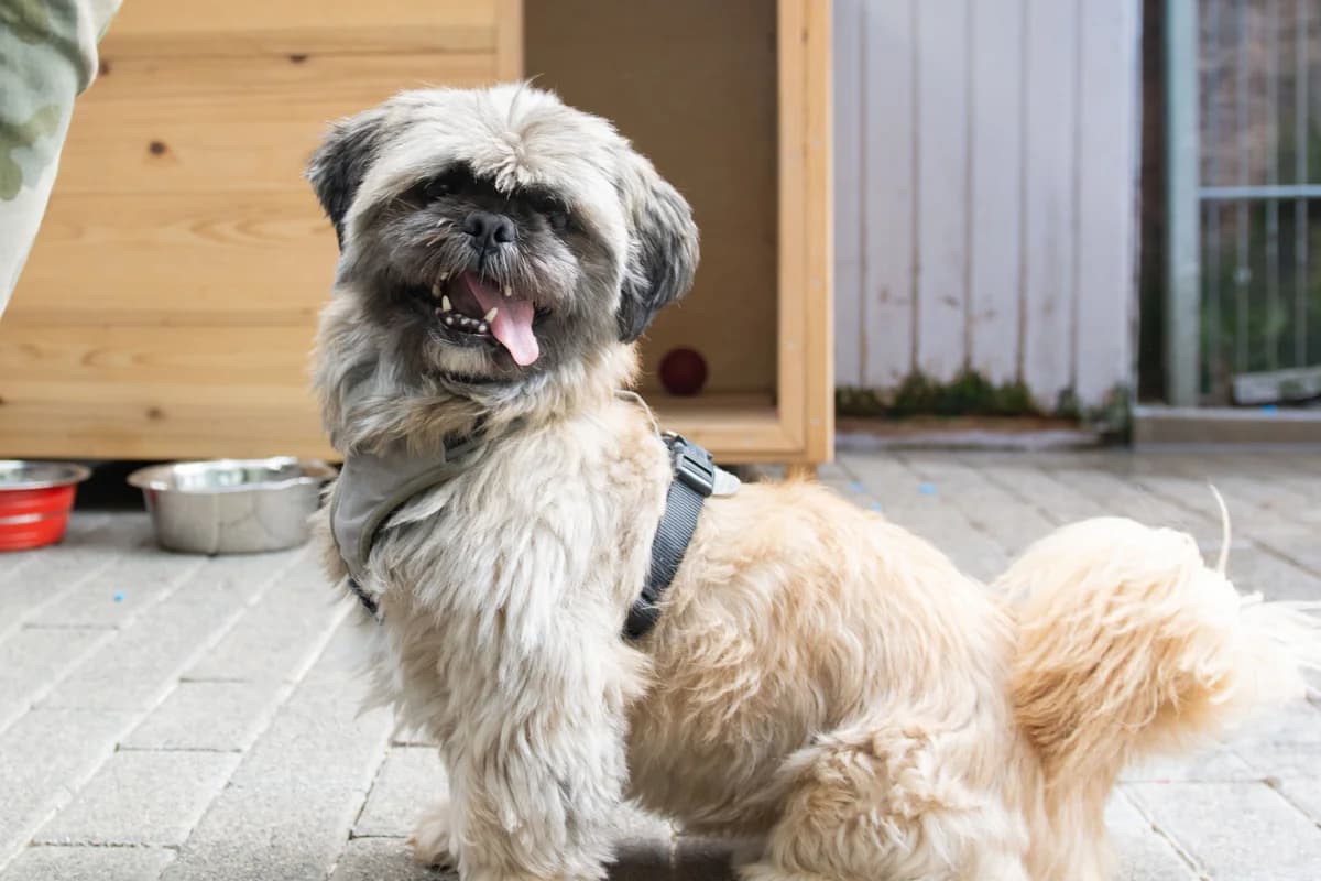 Milow, male senior Shih Tzu for adoption at Tierheim Ransbach-Baumbach