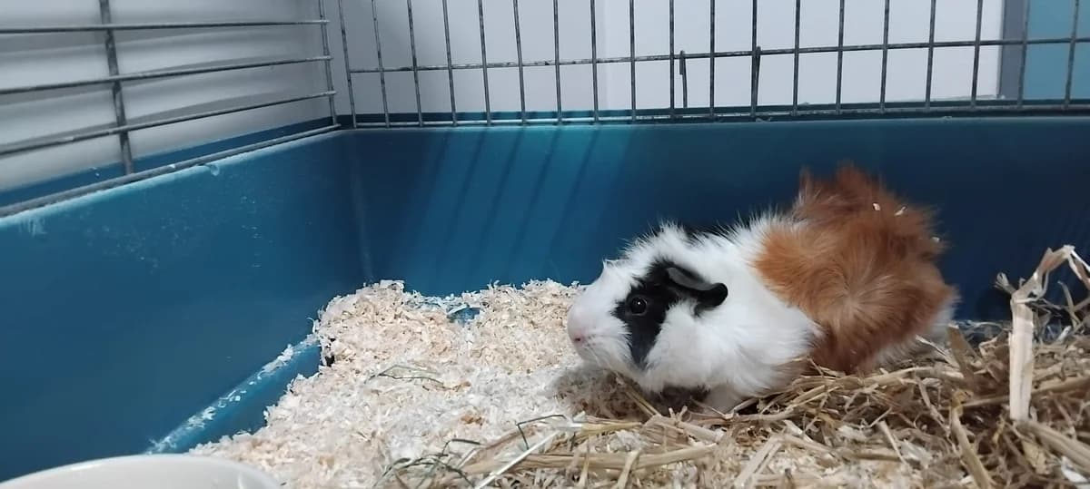 Oskar, male Mixed Breed for adoption at Tierheim Ransbach-Baumbach