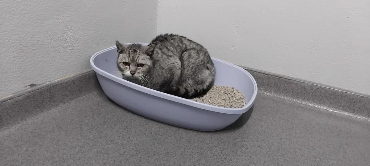 Paulina, female senior European Shorthair for adoption at Tierheim Ransbach-Baumbach