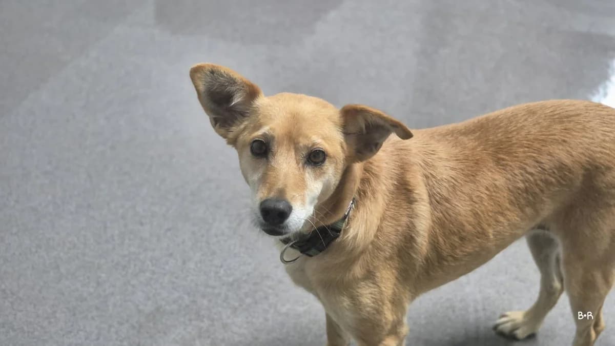 Andorinha, female 6yo Mixed Breed for adoption at Tierheim Ransbach-Baumbach