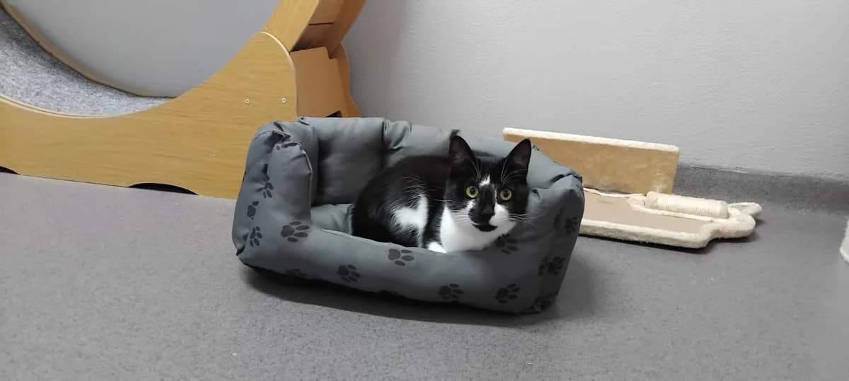 Kater Brandy *zum Probewohnen*, male young Mixed Breed for adoption at Tierheim Ransbach-Baumbach