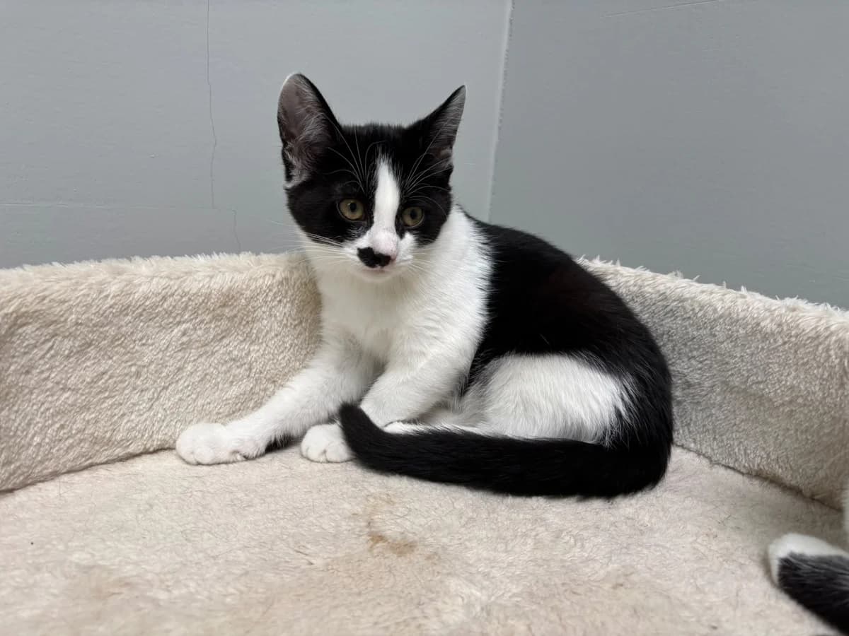 Charlie *hat Interessenten*, female puppy European Shorthair for adoption at Tierheim Ransbach-Baumbach