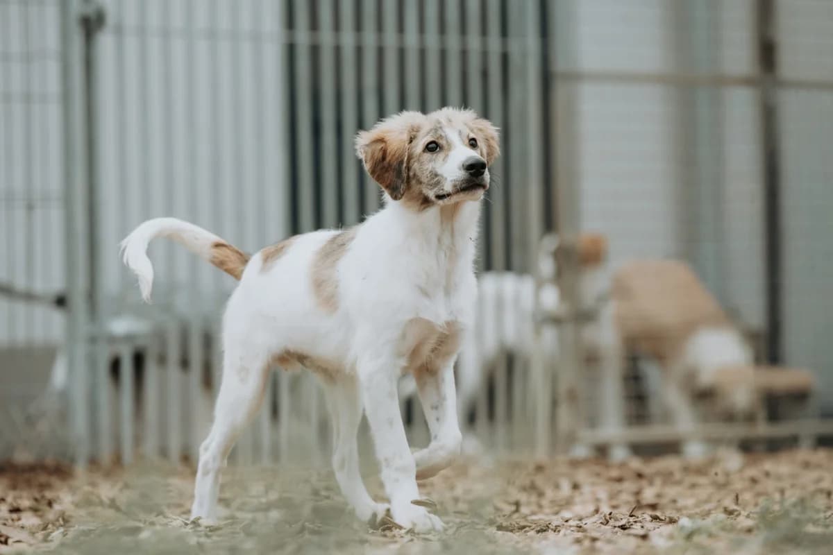 Dakar, male puppy mixed breed for adoption at Tierheim Ransbach-Baumbach