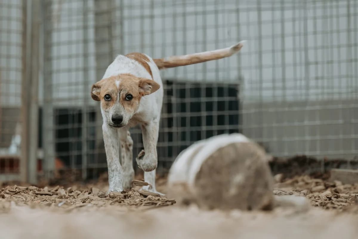 Dakota *hat Interessenten*, male puppy Mixed Breed for adoption at Tierheim Ransbach-Baumbach