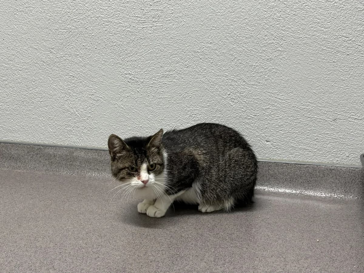 Daniela, female 4yo European Shorthair for adoption at Tierheim Ransbach-Baumbach