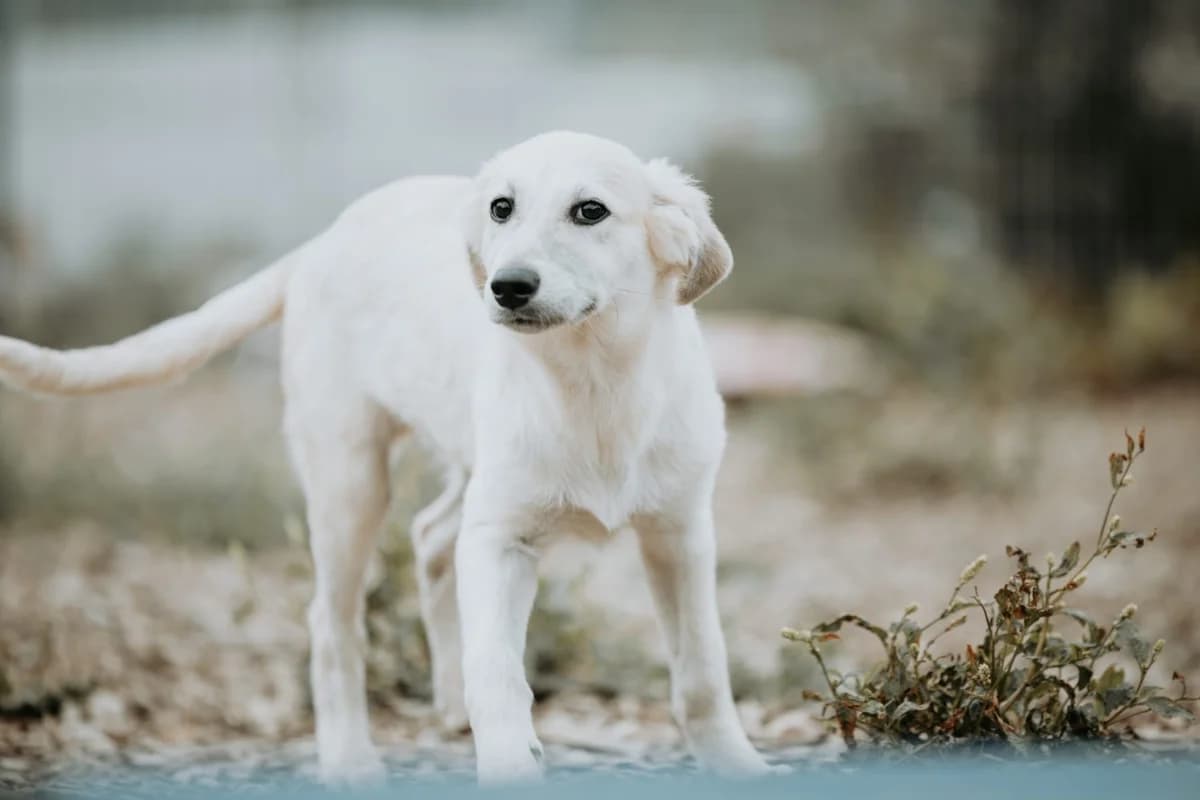 Dax *hat Interessenten*, male puppy mixed breed for adoption at Tierheim Ransbach-Baumbach