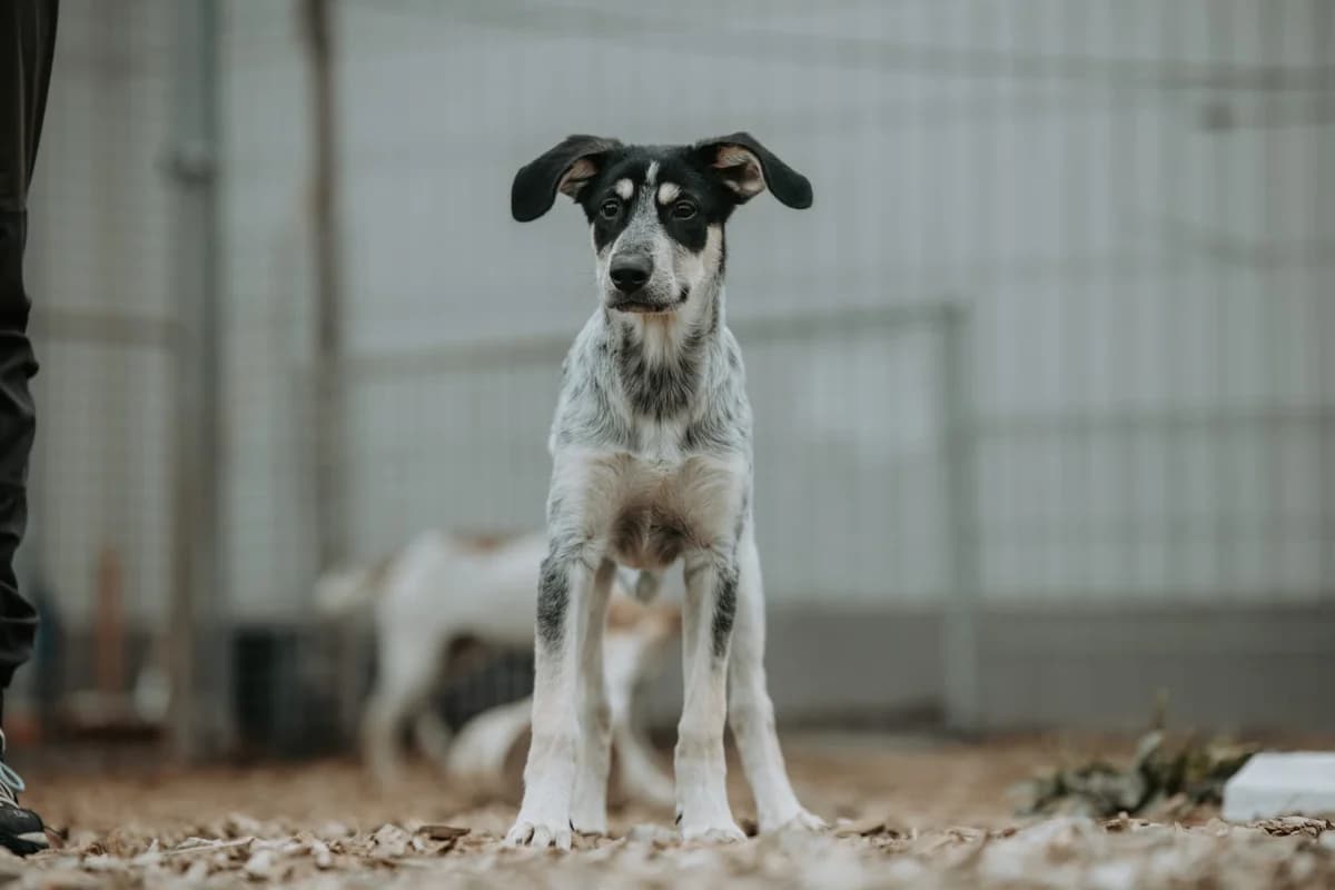 Delicia *hat Interessenten*, female puppy Mixed Breed for adoption at Tierheim Ransbach-Baumbach