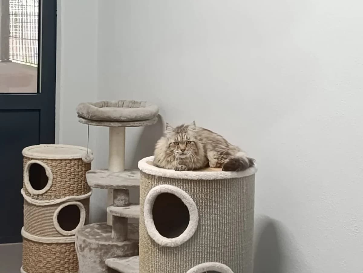 Diago *zum Probewohnen*, male 5yo European Shorthair for adoption at Tierheim Ransbach-Baumbach
