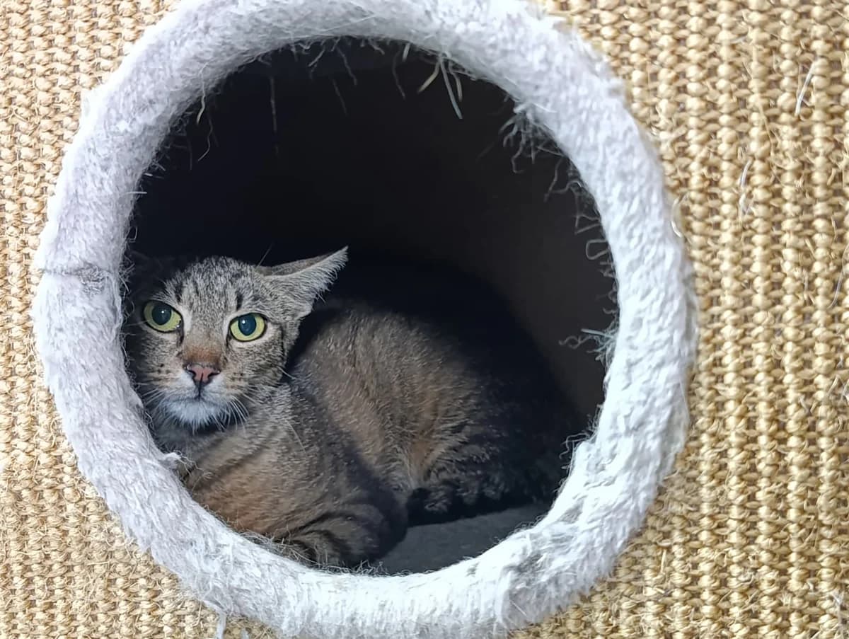 Diva, female 5yo European Shorthair for adoption at Tierheim Ransbach-Baumbach