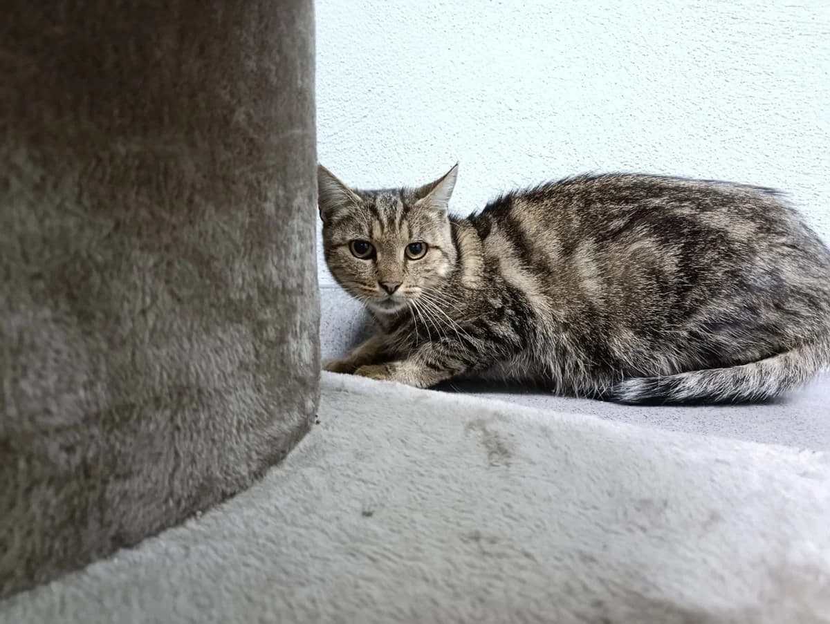 Dora, female young European Shorthair for adoption at Tierheim Ransbach-Baumbach