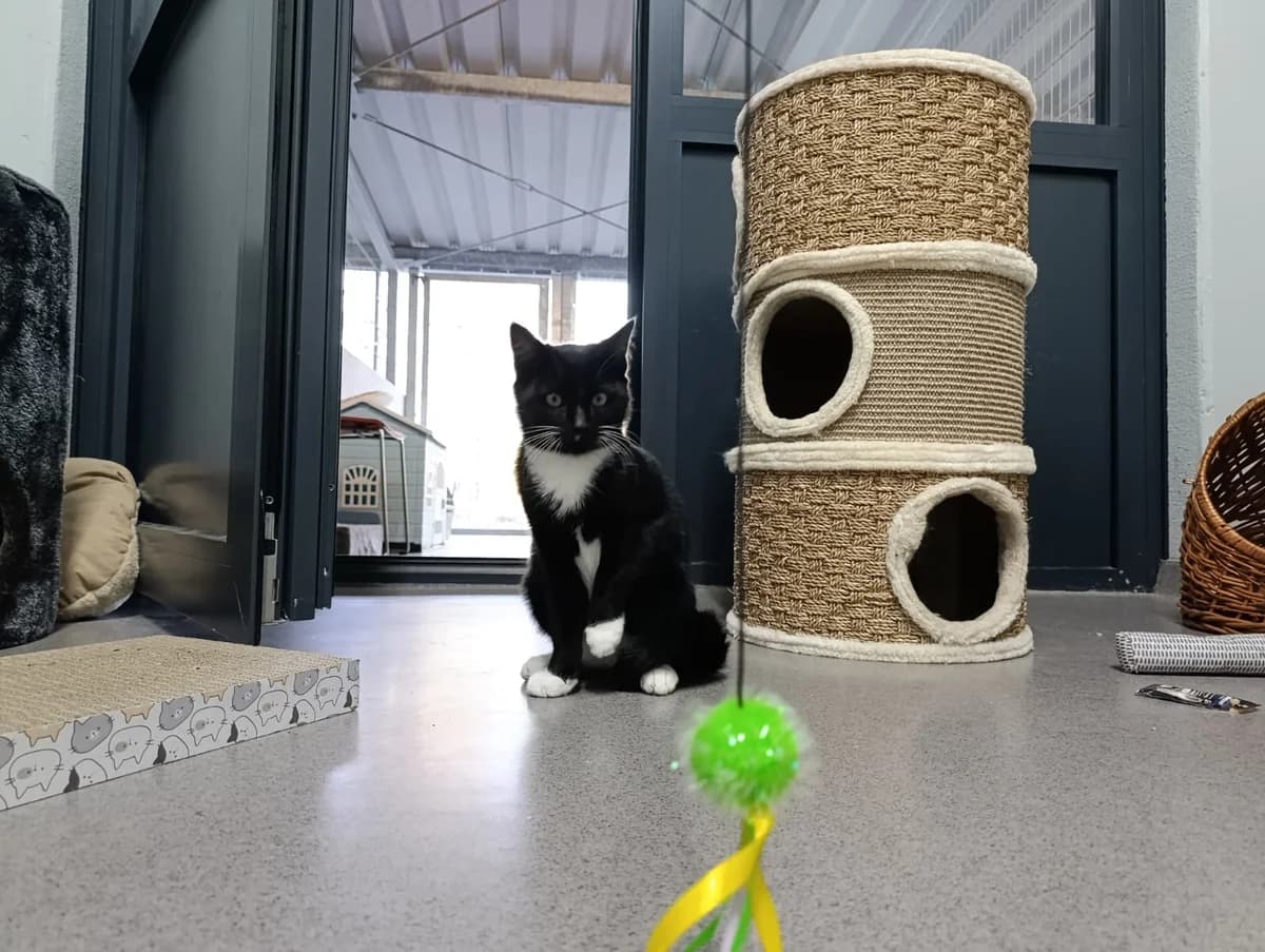 Dussel, male puppy European Shorthair for adoption at Tierheim Ransbach-Baumbach