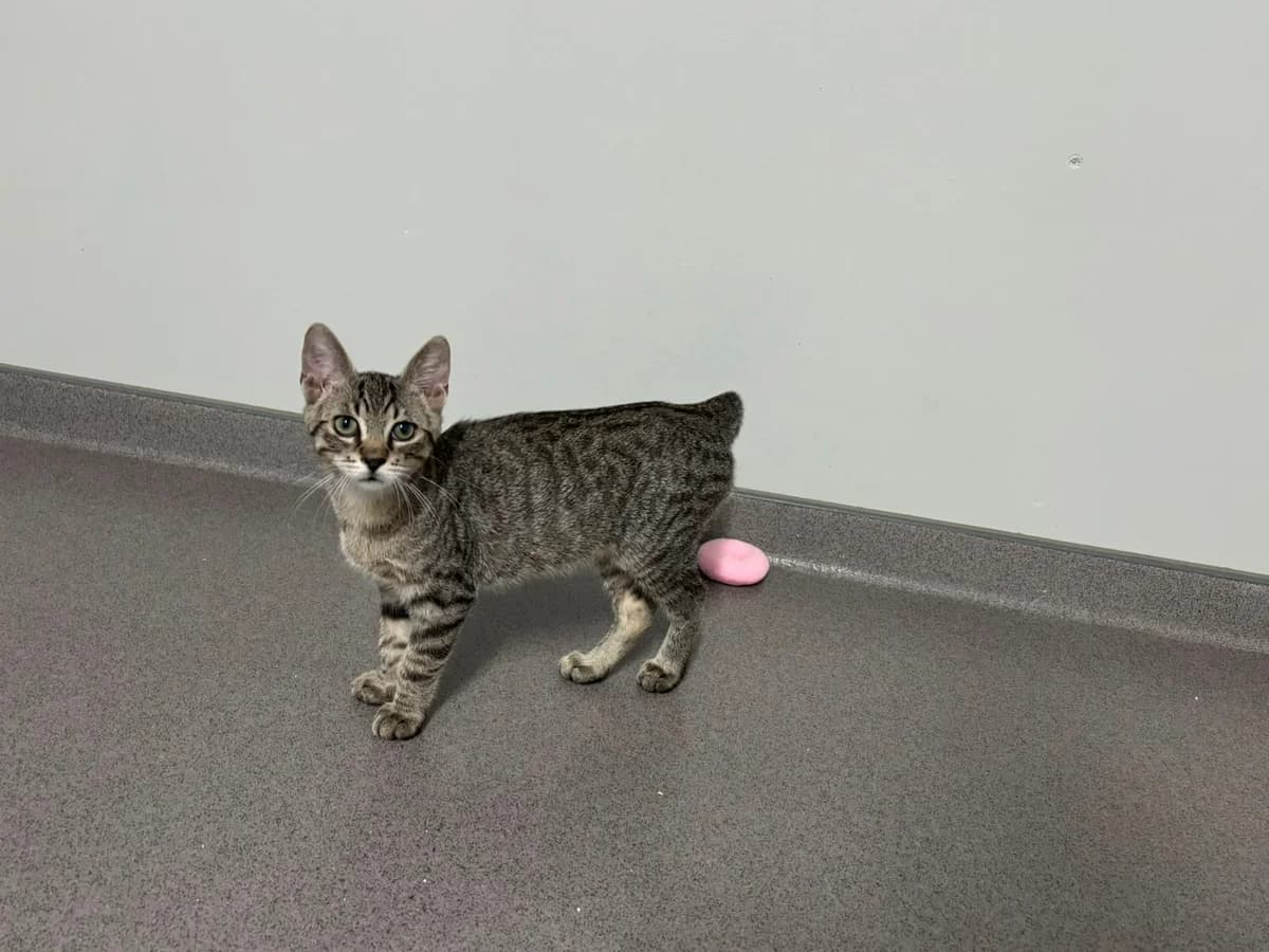 Enno *zum Probewohnen*, male European Shorthair for adoption at Tierheim Ransbach-Baumbach