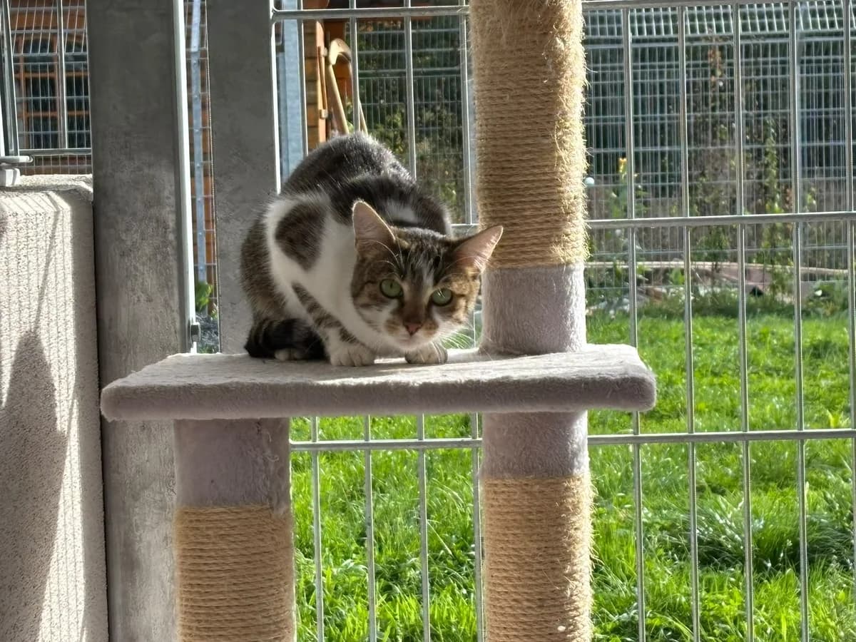 Fine, female 3yo European Shorthair for adoption at Tierheim Ransbach-Baumbach