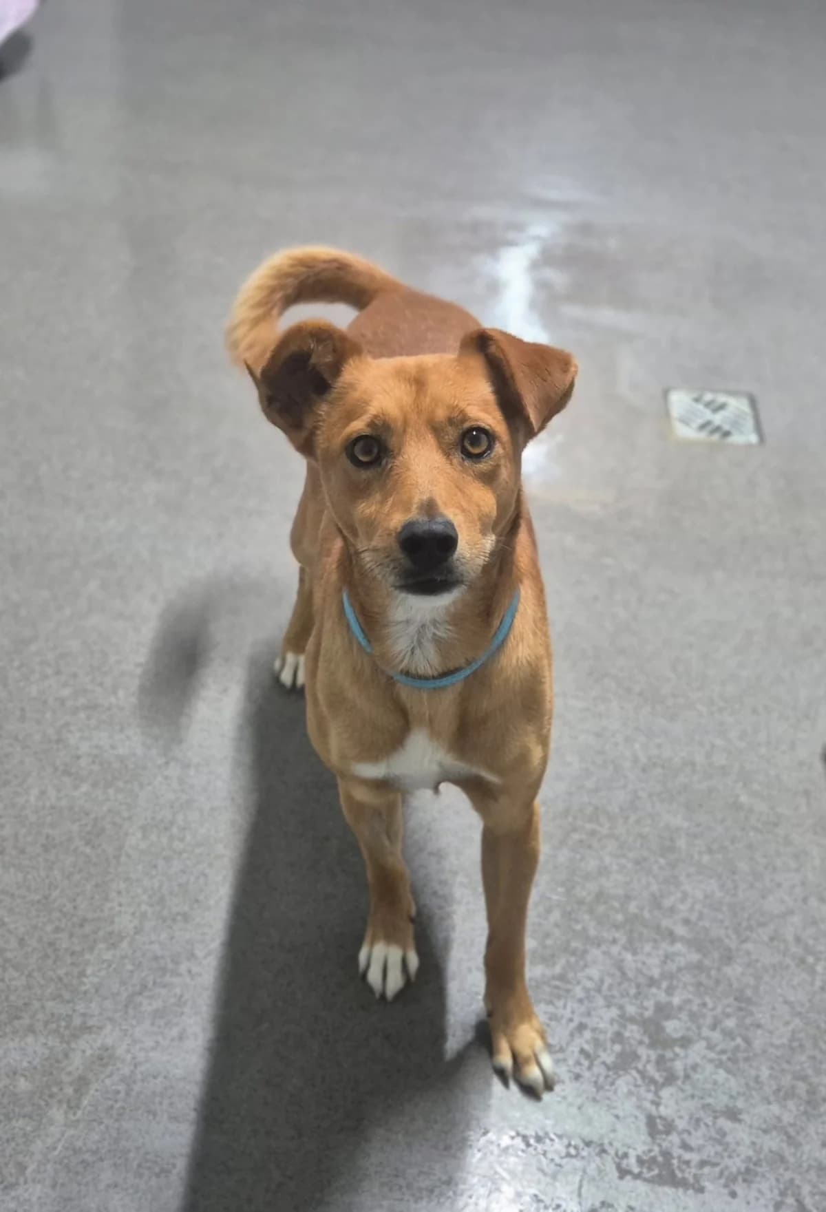 Fusquinho, male young Mixed Breed for adoption at Tierheim Ransbach-Baumbach