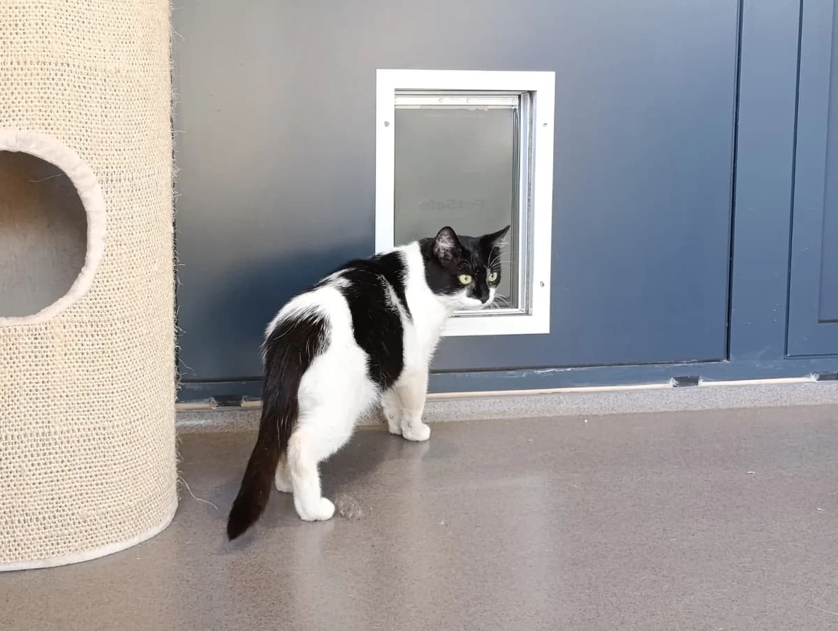 Hans, male 5yo European Shorthair for adoption at Tierheim Ransbach-Baumbach