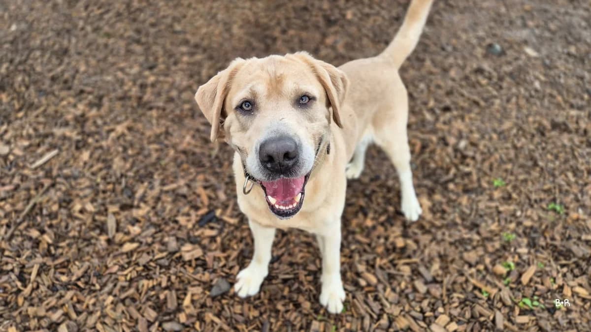 Harry Potter, male young Labrador Retriever for adoption at Tierheim Ransbach-Baumbach