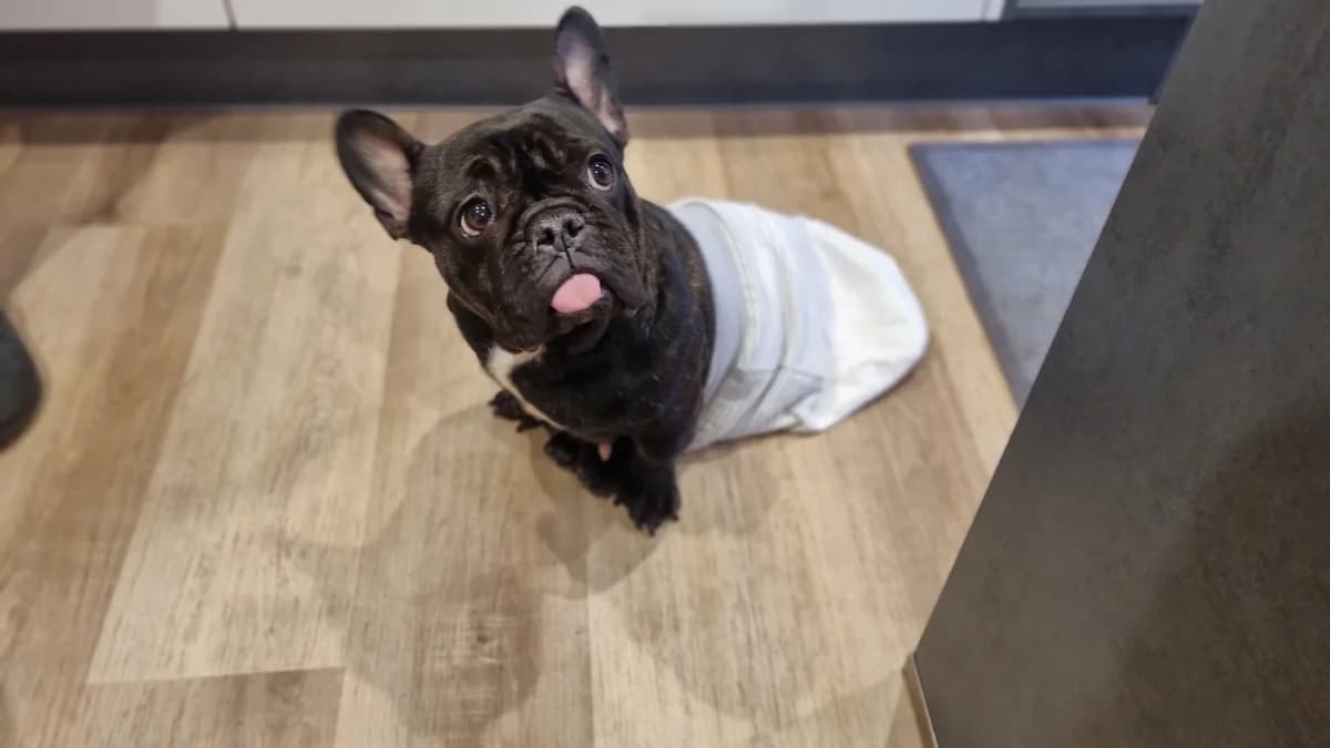 Hera, female 6yo French Bulldog for adoption at Tierheim Ransbach-Baumbach