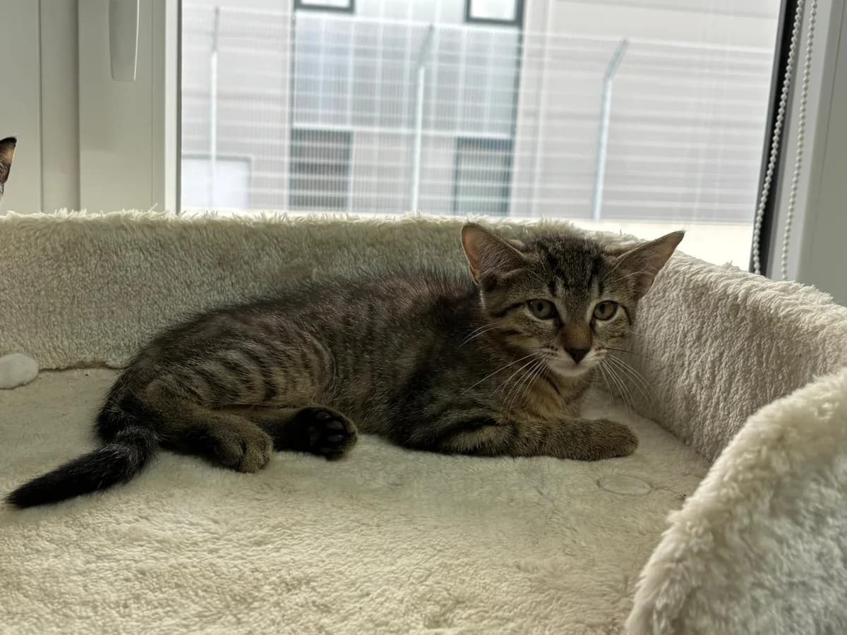 Herr Bobby *zum Probewohnen*, male puppy European Shorthair for adoption at Tierheim Ransbach-Baumbach
