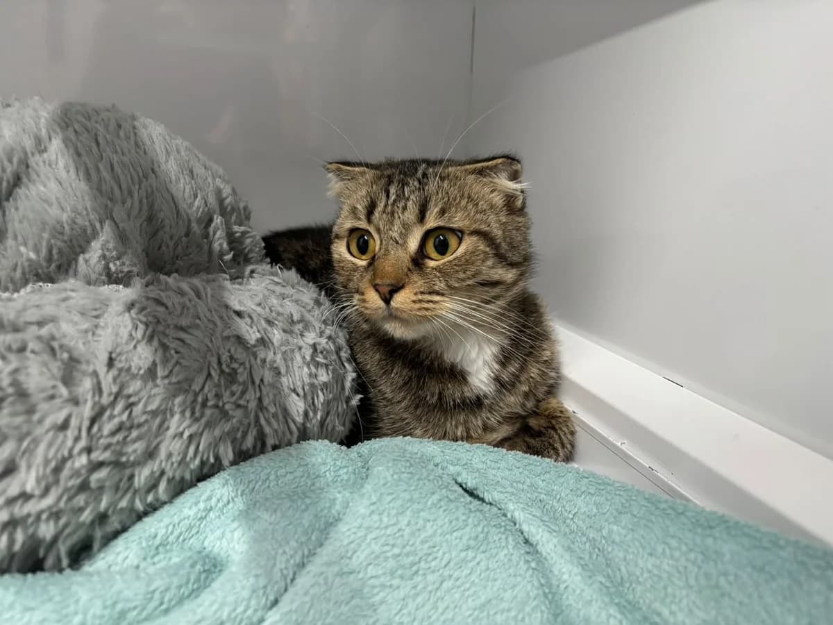 Honey, female young Scottish Fold for adoption at Tierheim Ransbach-Baumbach