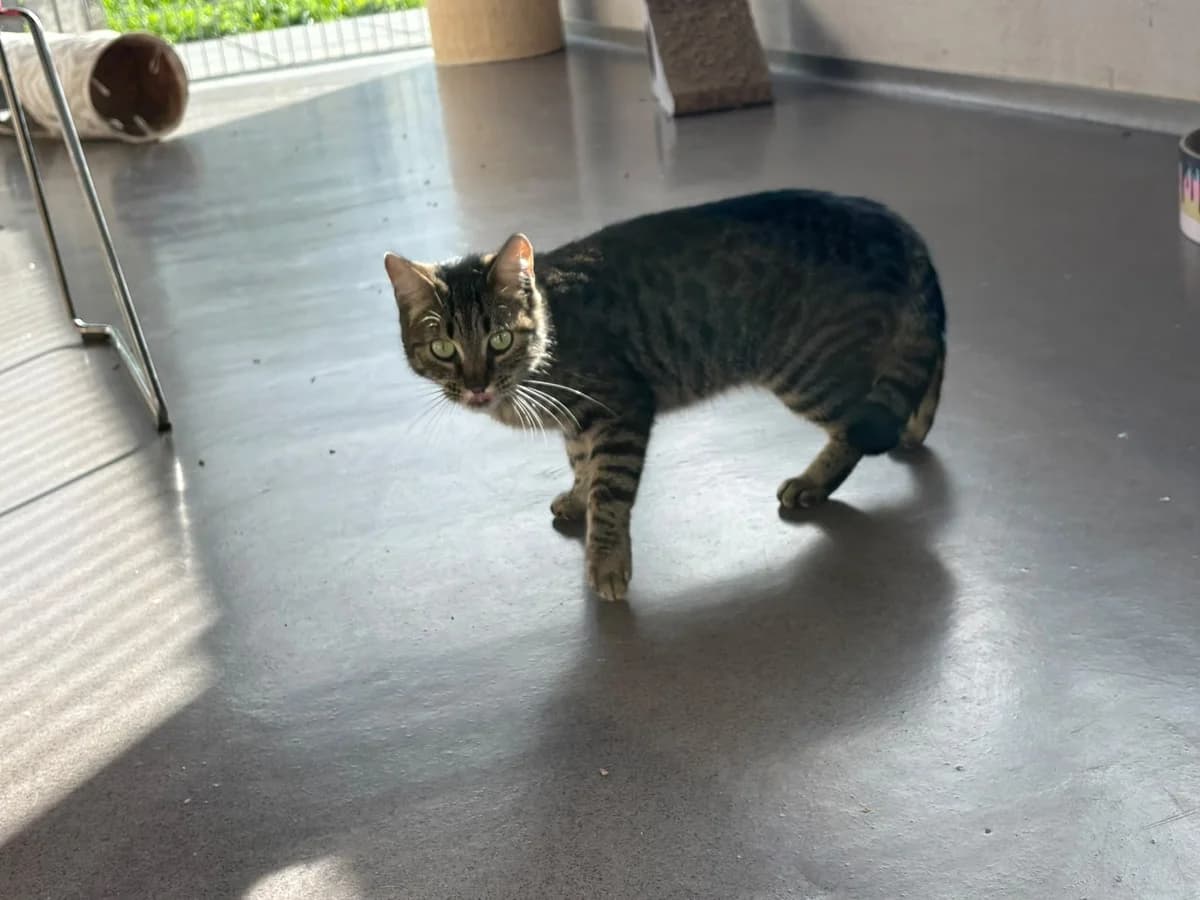 Hope, female 3yo European Shorthair for adoption at Tierheim Ransbach-Baumbach