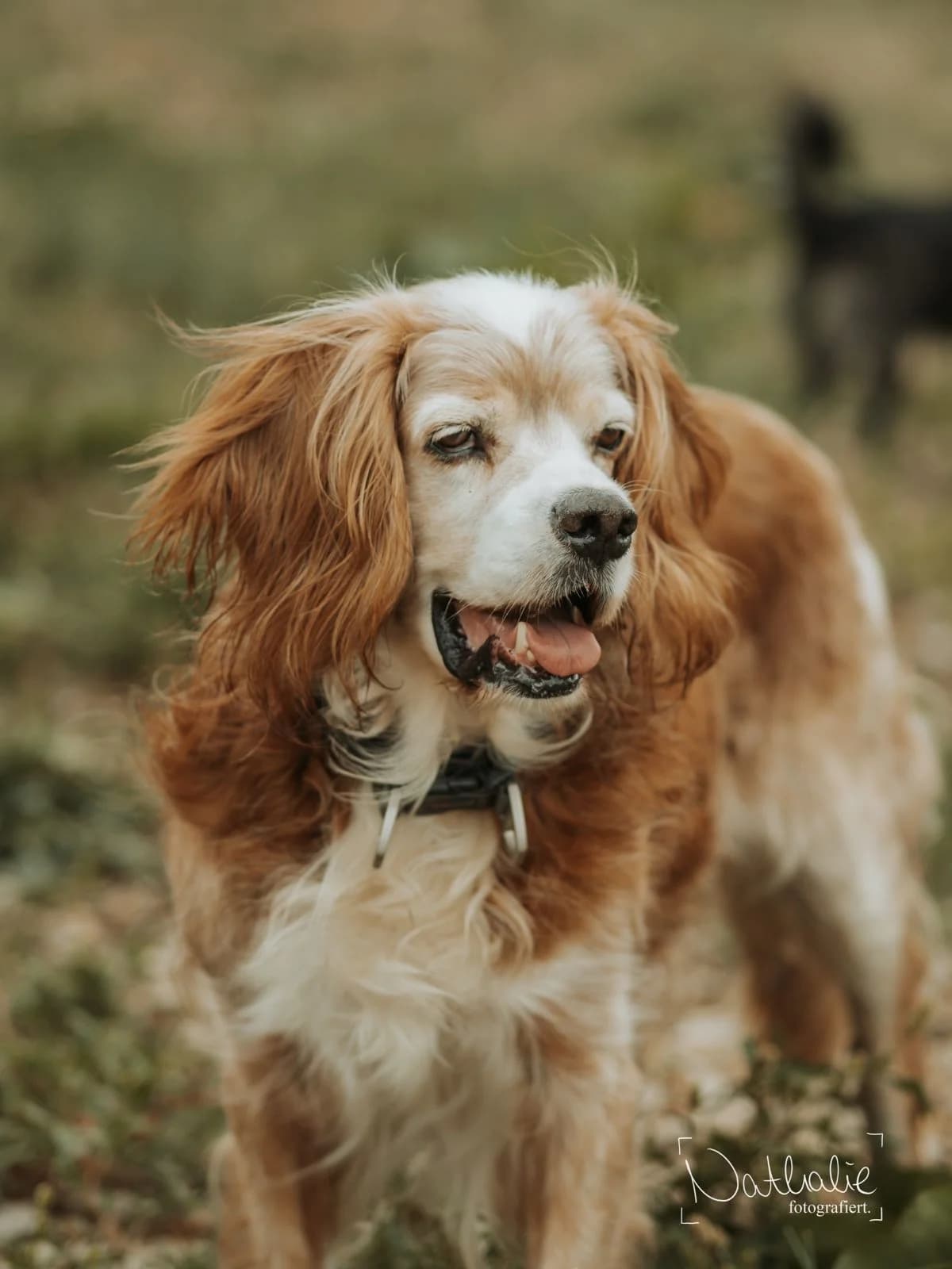 Hugo, male senior Mixed Breed for adoption at Tierheim Ransbach-Baumbach